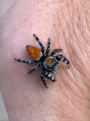 Phidippus adumbratus