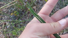 Equisetum variegatum