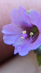 Mirabilis oxybaphoides