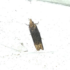 Eucosma ochroterminana