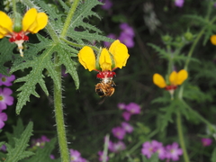 Cadeguala occidentalis