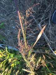 Coleataenia rigidula