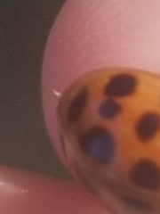 Hesperomyces harmoniae