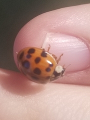 Hesperomyces harmoniae