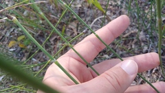 Equisetum variegatum