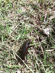 Hydrophilus triangularis