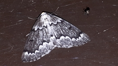 Nepytia canosaria