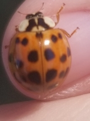 Hesperomyces harmoniae