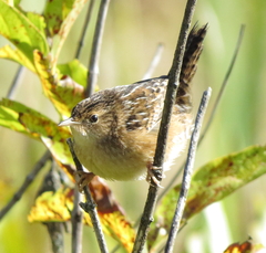 Cistothorus stellaris