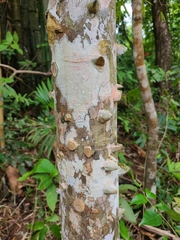 Zanthoxylum martinicense