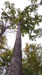 Quercus alba