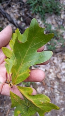 Quercus alba