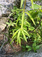 Lilium parryi