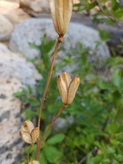 Lilium parryi