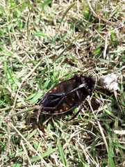 Hydrophilus triangularis