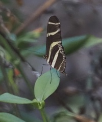 Heliconius charithonia vazquezae