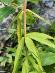 Lilium parryi
