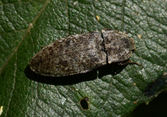 Agrypnus murinus
