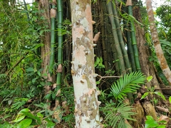 Zanthoxylum martinicense