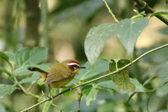 Basileuterus delattrii
