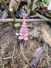 Blechnum occidentale