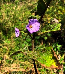 Solanum ditrichum