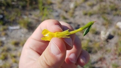 Oenothera oakesiana
