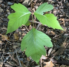 Toxicodendron radicans negundo