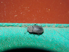 Opatrini