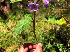 Solanum ditrichum
