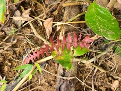 Blechnum occidentale