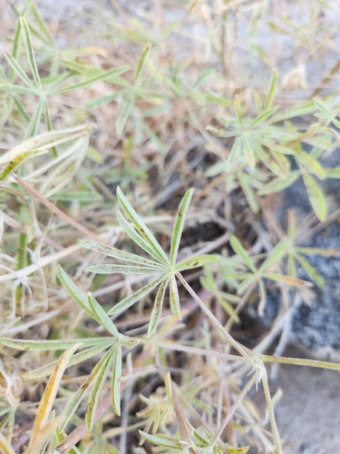Image of Lupinus hyacinthinus by no rights reserved