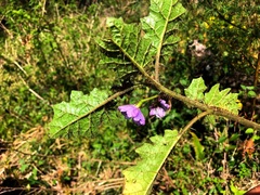 Solanum ditrichum