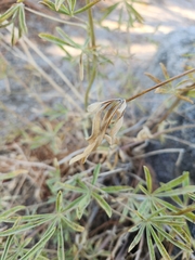 Lupinus hyacinthinus