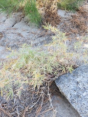 Lupinus hyacinthinus