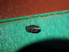 Opatrini