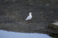 Chroicocephalus ridibundus