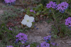 Oenothera kunthiana