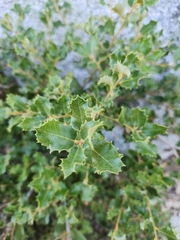 Quercus cornelius-mulleri