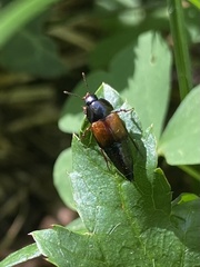 Tachinus fimbriatus