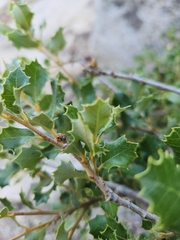Quercus cornelius-mulleri