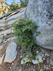 Quercus cornelius-mulleri