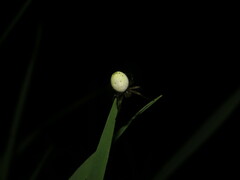 Araniella displicata