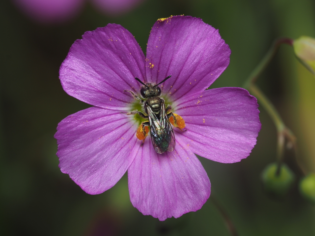 Pseudosarus