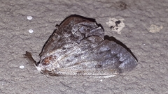 Nepytia canosaria