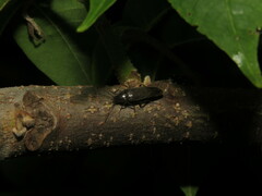 Synchroa punctata