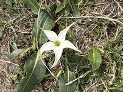 Jaborosa integrifolia