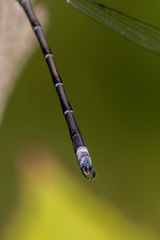 Archilestes californicus