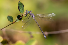 Archilestes californicus