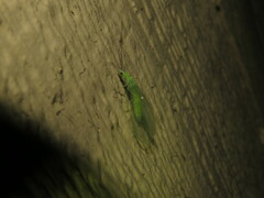 Meleoma signoretti